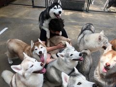 -TrueLove @ Neverland (Husky Cafe)