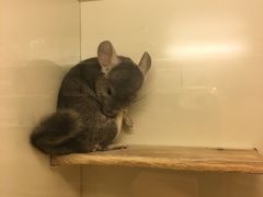 -龙猫仔乐园(惠福东路店)