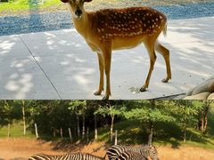 -北京野生动物园