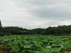 -清漾毛氏文化村
