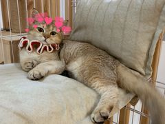 -柴迷FANS CLUB·柴犬狗咖·猫咖