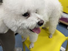 -宠颐生宠物医院外科·内科·皮肤科·影像科(石龙店)