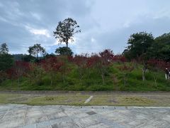 -广州市帽峰山景区