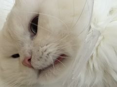 -北京观赏动物医院·24小时大型综合·猫专科·异宠专科