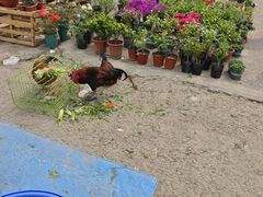 -中环花鸟鱼虫市场