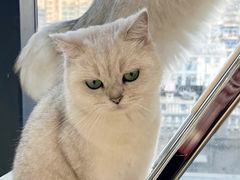 -怪兽屋·羊驼·猫咖·狗咖(俊华广场店)