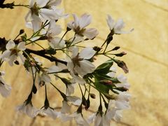 -武汉大学-樱园