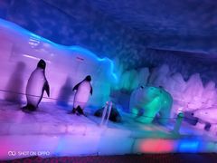 -芜湖新华联大白鲸海洋公园