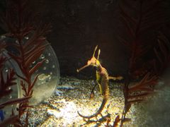 -上海海洋水族馆