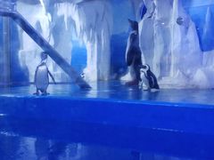 -多彩贵州城极地海洋世界