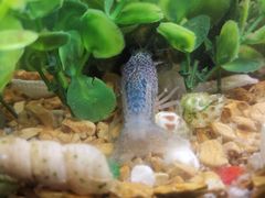 -青石桥花鸟鱼虫市场(叠翠城店)