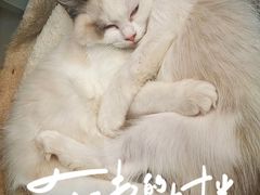 -唐小姐の私宠·宠物洗护美容·撸猫馆·购宠(周浦万达旗舰店)