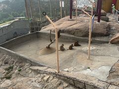 -西霞口神雕山野生动物世界