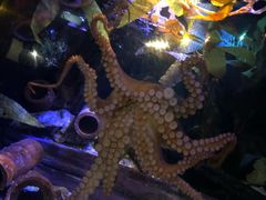 -悉尼海洋生物水族馆