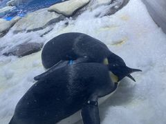 -上海海昌海洋公园
