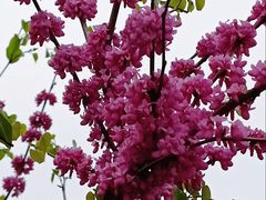 -上海市第一人民医院(松江南部)