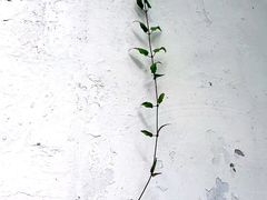 -瀛洲公园