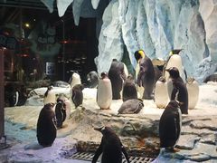 -帝企鹅自助餐厅•儿童岛•真企鹅(长隆企鹅酒店)