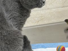 -仁华宠物医院(青羊店)