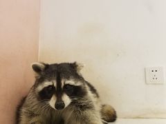 -浣熊柯尔鸭土拨鼠·电玩咖