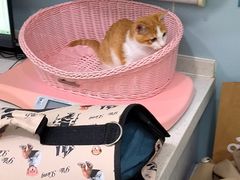 -纳吉亚猫专科动物医院·北北分院