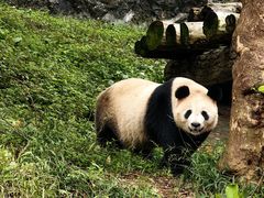 -都江堰中华大熊猫苑