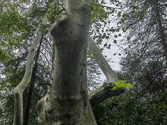 -应天大明王朝·南京菜(中山陵店)