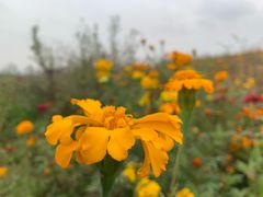 -白鹭湾湿地公园