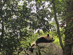 -中国大熊猫保护研究中心雅安碧峰峡基地
