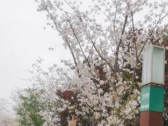 -顾村公园