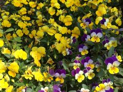 蝴蝶花-三圣花乡旅游区