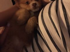 -严国平动物医院(德政总院)