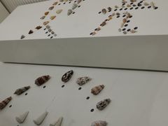 -青岛贝壳博物馆