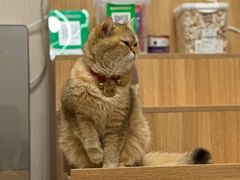 -唐小姐の私宠·宠物洗护美容·撸猫馆·购宠(周浦万达旗舰店)