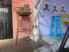 -喵屿·大理花园猫咖