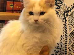 -平行世界·猫咖(首经贸店)