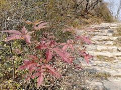 -阳台山自然风景区