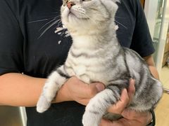 -美联众合宠物医院·爱萌分院·内外科·猫科中心