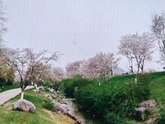-羊山湖公园