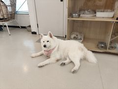 -共舞时光猫咖·狗咖(新街口店)