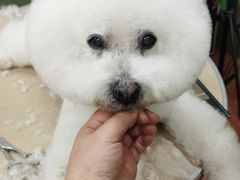 -鑫艺宠物美容培训学校