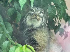 -青藏高原野生动物园
