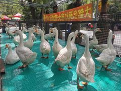 -大鹅岛绿色生态美食园