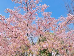 -顾村公园