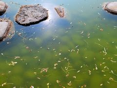 -莲湖公园