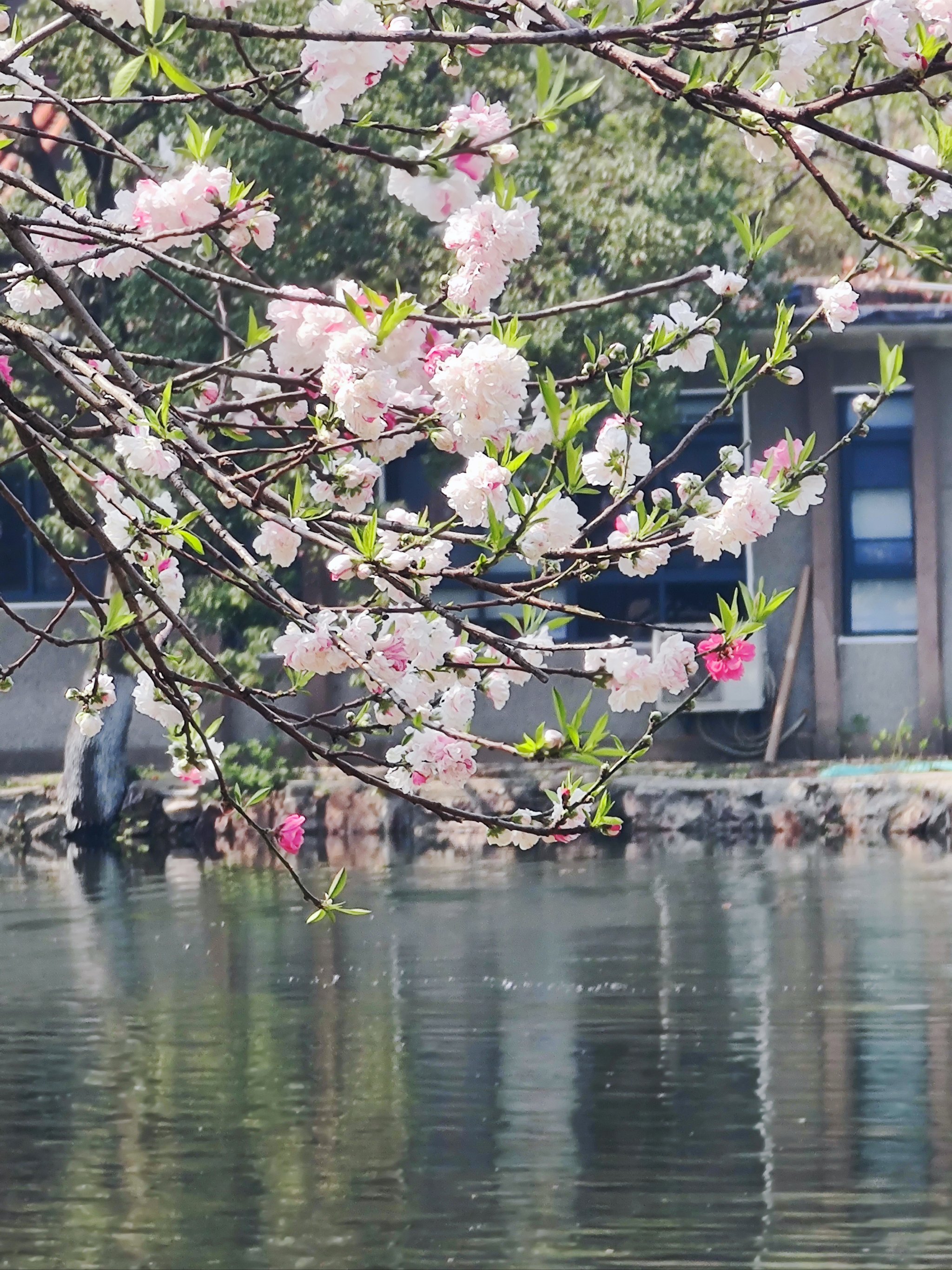 我的城市花开了 青山公园樱花正当季