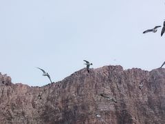 -长岛万鸟岛