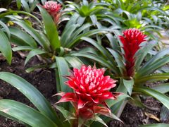 -南山植物园