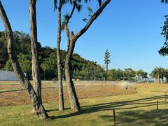 -野狸岛