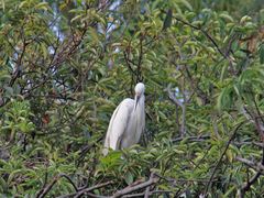 -上海市民办金苹果学校